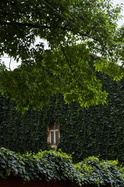 Yeşil duvarla çevrili küçük pencere tırmanma tesisi arka planı ile