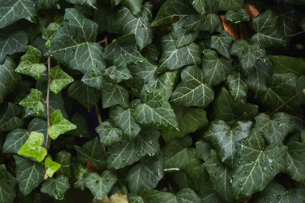 Πράσινος Κισσός Φεύγει Μετά Βροχή Τροπικά Φύλλα Φόντο Πράσινη Φυτική — Φωτογραφία Αρχείου
