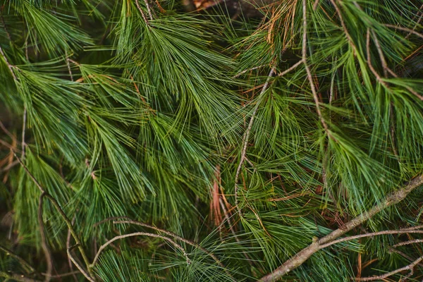 Dennenbladeren Textuur Achtergrond Kerstboom Takken — Stockfoto