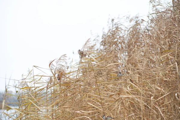 Пампасная Трава Реке Маленькие Воробьи Птицы Прячутся Ветра Абстрактный Естественный — стоковое фото