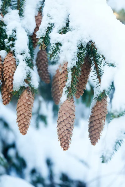 Fir tree and cones with snow and ice in the wild forest. Natural christmas background