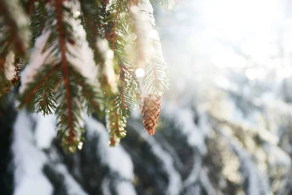 Tanne Und Zapfen Mit Schnee Und Eis Wilden Wald Natürlicher — Stockfoto