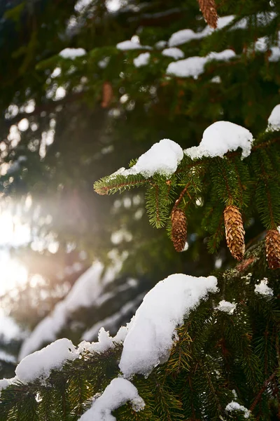 Tanne Und Zapfen Mit Schnee Und Eis Wilden Wald Natürlicher — Stockfoto