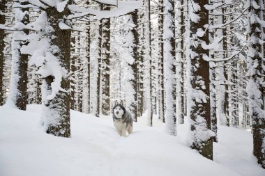 Kar üzerinde Alaska Malamute köpeğinin portresi. Ormanda kış yürüyüşü. Karpat Dağları, Ukrayna.