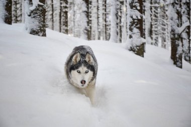 Kar üzerinde Alaska Malamute köpeğinin portresi. Ormanda kış yürüyüşü. Karpat Dağları, Ukrayna.