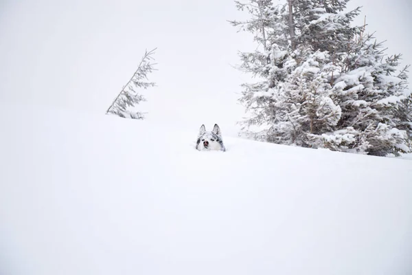 Portret Psa Alaski Malamute Śniegu Wędrówki Zimowe Górach Karpaty Ukraina — Zdjęcie stockowe