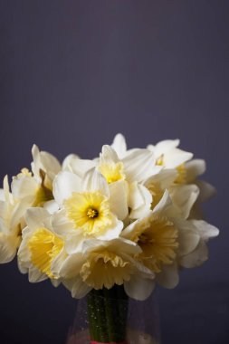 Nergisler buketi. Cam vazoda bahar sarısı narsisler.