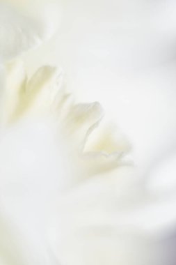 Nergis çiçeğinin soyut makro fotoğrafı. Sarı nergis yaprağı. Yaklaş.