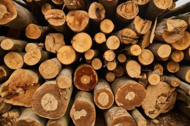 Kesilmiş odun. Bir yığın kütük. Dağlardaki Ukrayna köyünün kırsal kesimi. Karpat Dağları 'nda ilkbahar başları.