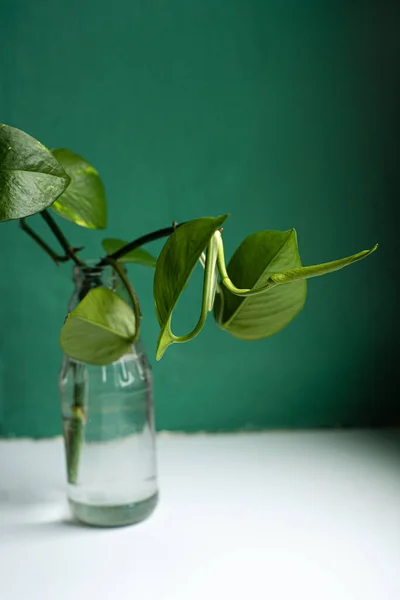 Epipremnum Water Snijden Wortelplant Snijden Water Waterplanten Huisvestingszorg Concept Verpotten — Stockfoto