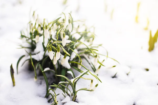 Schneeglöckchen Schnee Selektiver Fokus Erste Frühlingsblumen Kopierraum — Stockfoto