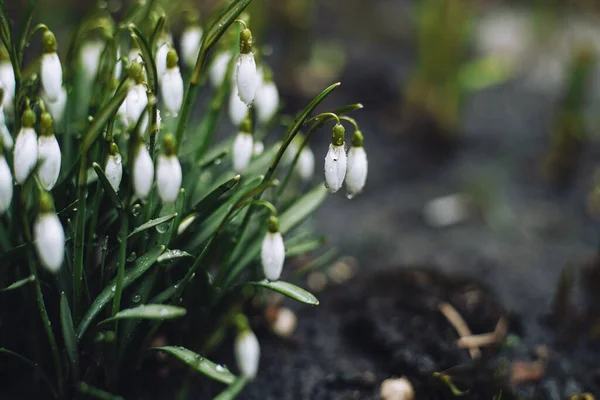 Su damlalı kartopu çiçekleri. Bahar yağmurundan sonra. İlk bahar çiçekleri. Boşluğu kopyala