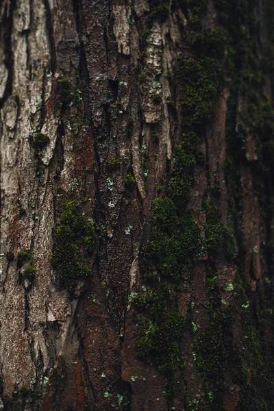 Υφή Φλοιού Δένδρου Βρύα — Φωτογραφία Αρχείου