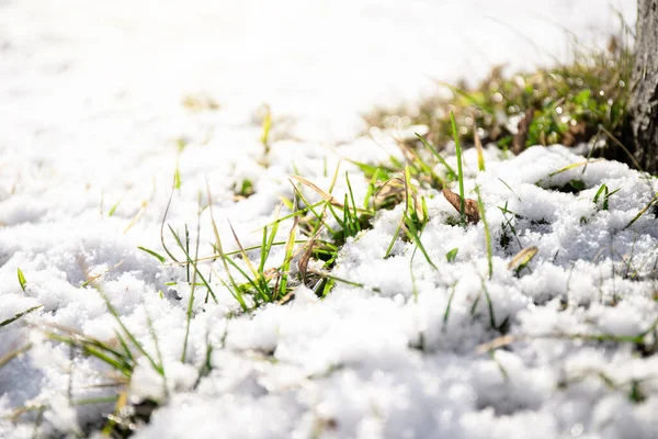Grünes Gras Unter Frühlingsschnee Vorfrühling Warmes Sonnenlicht — Stockfoto