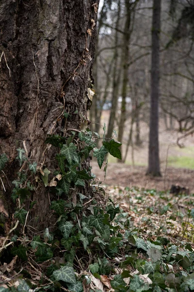Айви Оставляет Листья Дереве Ранняя Весна Парке — стоковое фото