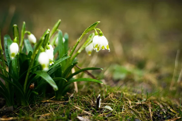 Su damlalı kartopu çiçekleri. Bahar yağmurundan sonra. İlk bahar çiçekleri. Boşluğu kopyala