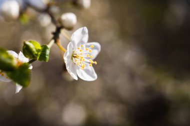 Bahar çiçeğinin Macro fotoğrafı. Bahçede çiçek açan meyve ağacı dalı. İlkbahar