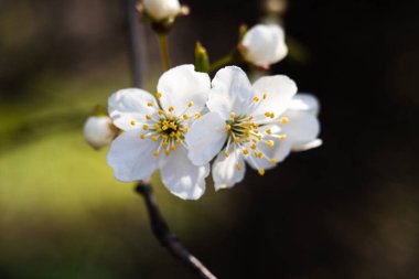 Bahar çiçeğinin Macro fotoğrafı. Bahçede çiçek açan meyve ağacı dalı. İlkbahar