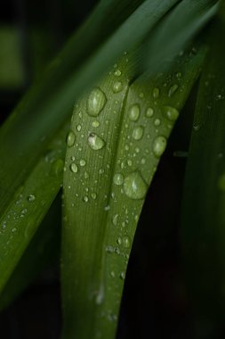 Yeşil yapraklı saydam yağmur suyu. Çimenlere su damlası
