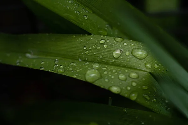 Transparent Rain Water Green Leaf Water Drop Grass — Stock Photo, Image