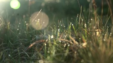 Çayırdaki çimenler ve sabah ışığında çiyli su damlaları. İlkbaharda Karpat Dağları 'nın kırsal bölgesi