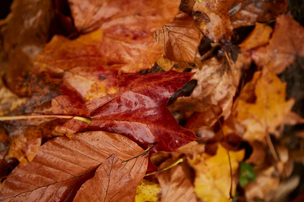 Влажные Осенние Листья Цветные Осенние Листья Земле — стоковое фото