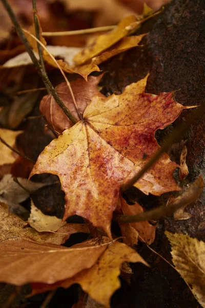 Feuilles Automne Humides Feuilles Automne Colorées Sur Sol — Photo