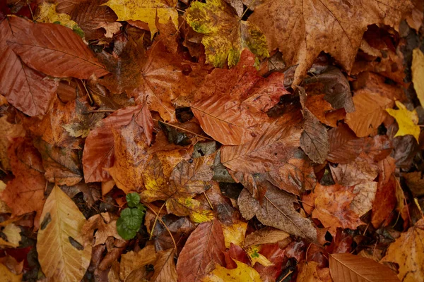 潮湿的秋天树叶 五彩缤纷的秋叶落在地面 — 图库照片