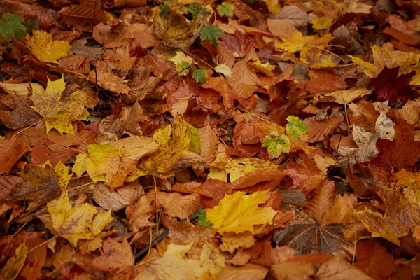 潮湿的秋天树叶 五彩缤纷的秋叶落在地面 — 图库照片