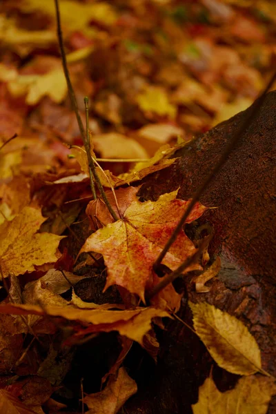 Folhas Molhadas Outono Folhas Outono Coloridas Chão — Fotografia de Stock