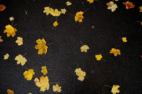 Natte Herfstbladeren Kleurrijke Herfstbladeren Grond — Stockfoto