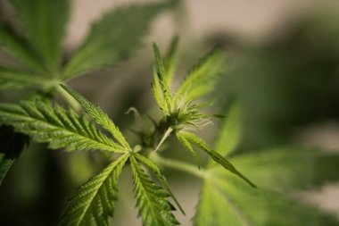 CBD kenevir ürünleri. CBD yağlı cam şişe, kenevir yaprağı. Petrol özlü tıbbi kenevir. Kozmetik CBD yağı