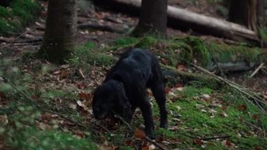 Siyah Spaniel köpeği sonbahar ormanında tahta bir sopayla oynuyor. Karpat Dağları 'nda İzler, Ukrayna