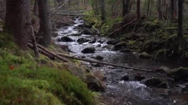 Sonbahar ormanlarında taştan kıyıları olan bir dağ nehri. Karpat Dağları 'nda İzler, Ukrayna