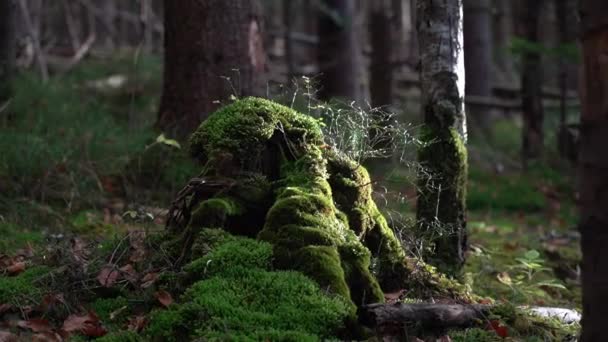 Pniak Drzewa Pokryty Mchem Powoli Rozkładającym Się Lesie Szlaki Karpatach — Wideo stockowe