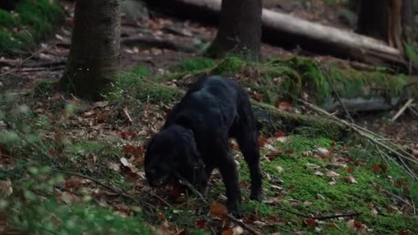 Schwarzer Spaniel Hund Spielt Mit Einem Holzstock Einem Herbstlichen Wald — Stockvideo