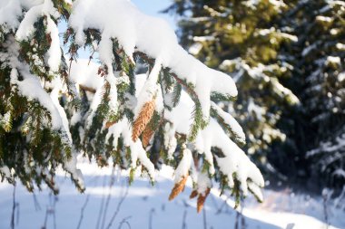 Vahşi ormanda kar ve buzlu fidan ağacı ve koniler. Doğal Noel geçmişi.                          