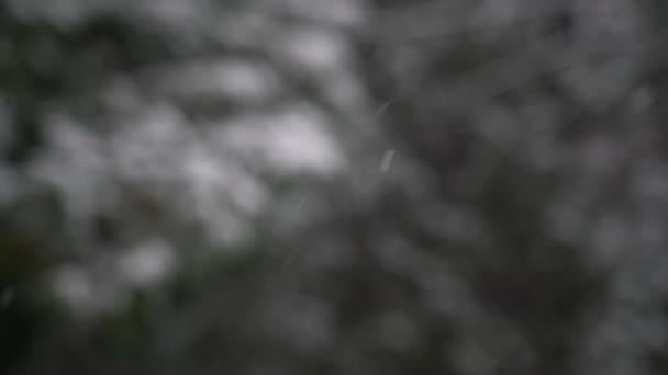 Сильный Снегопад Размытым Фоном Леса Объектив Размыт Фокусе Медленное Движение — стоковое видео