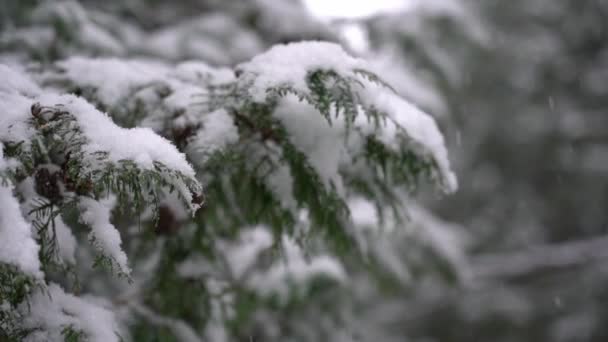 在冬天的树枝上飘雪 白色蓬松的雪 慢动作 — 图库视频影像