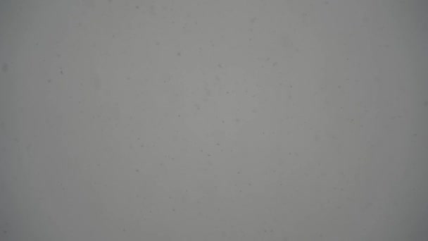 背景の灰色の冬の空に対する大雪 レンズがぼやけ 焦点がなくなった スローモーション — ストック動画