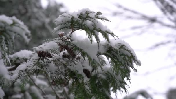 Spadający Śnieg Gałęziach Zimowych Drzew Obfite Opady Śniegu Biały Puszysty — Wideo stockowe