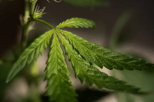 Cbd Hanfprodukte Medizinisches Cannabis Mit Extrakt Kosmetik Cbd Stockbild