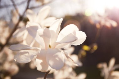 Yulan magnolia flowers in bloom. White magnolia tree flowers spring sunny day nature awakening clipart