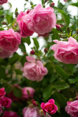 Pembe güller yemyeşil bir bahçede çiçeklenir, yaprakları su damlacıklarıyla süslenir.