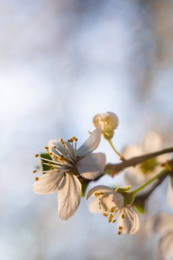 Bahar çiçeğinin Macro fotoğrafı. Bahçede çiçek açan meyve ağacı dalı. İlkbahar