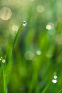 Çiy damlaları olan taze yeşil çimenler. Dünya Günü. Ekolojik kavram