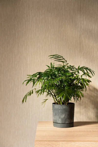 Stock image Chamaedorea Home  Plant in Pot on Wooden Table Near Window in Room