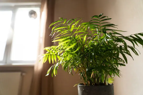 Chamaedorea Ev Bitkisi Odanın yakınındaki Ahşap Masa Penceresinde