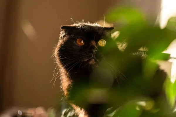 stock image senior black cat walking on a wooden surface in a home. The cat is in focus and the background  with homeplant is blurred.