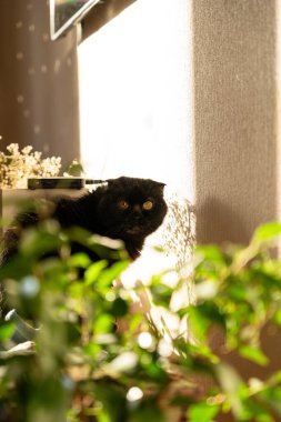 Yaşlı siyah kedi bir evin tahta yüzeyinde yürüyor. Kedi odak noktasında ve arka planı bulanık..